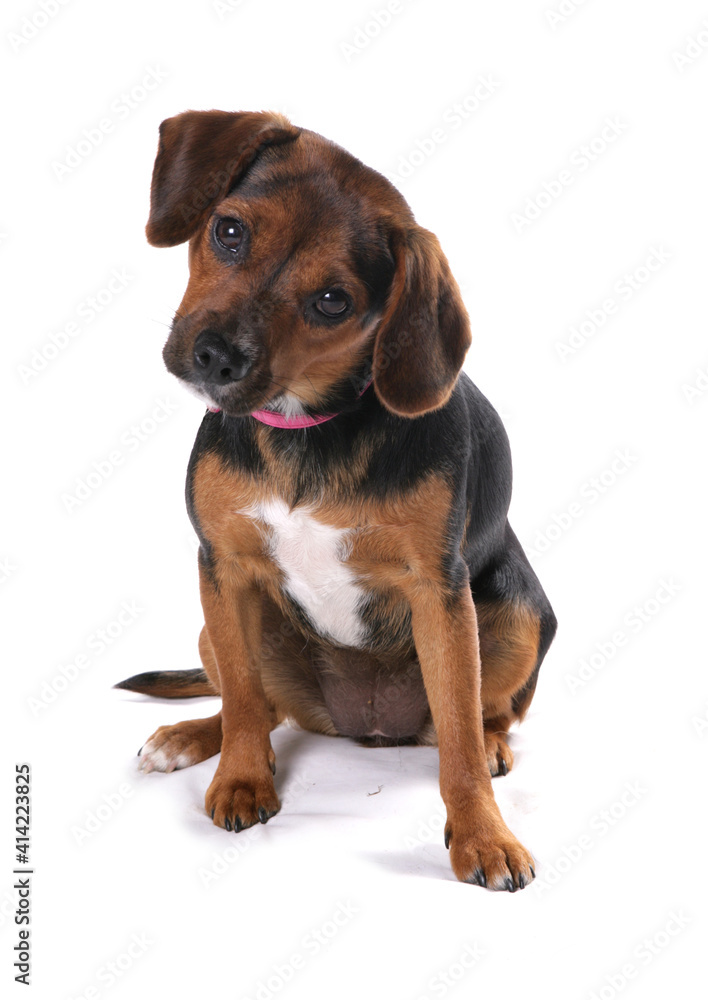 English Foxhound Puppy 1