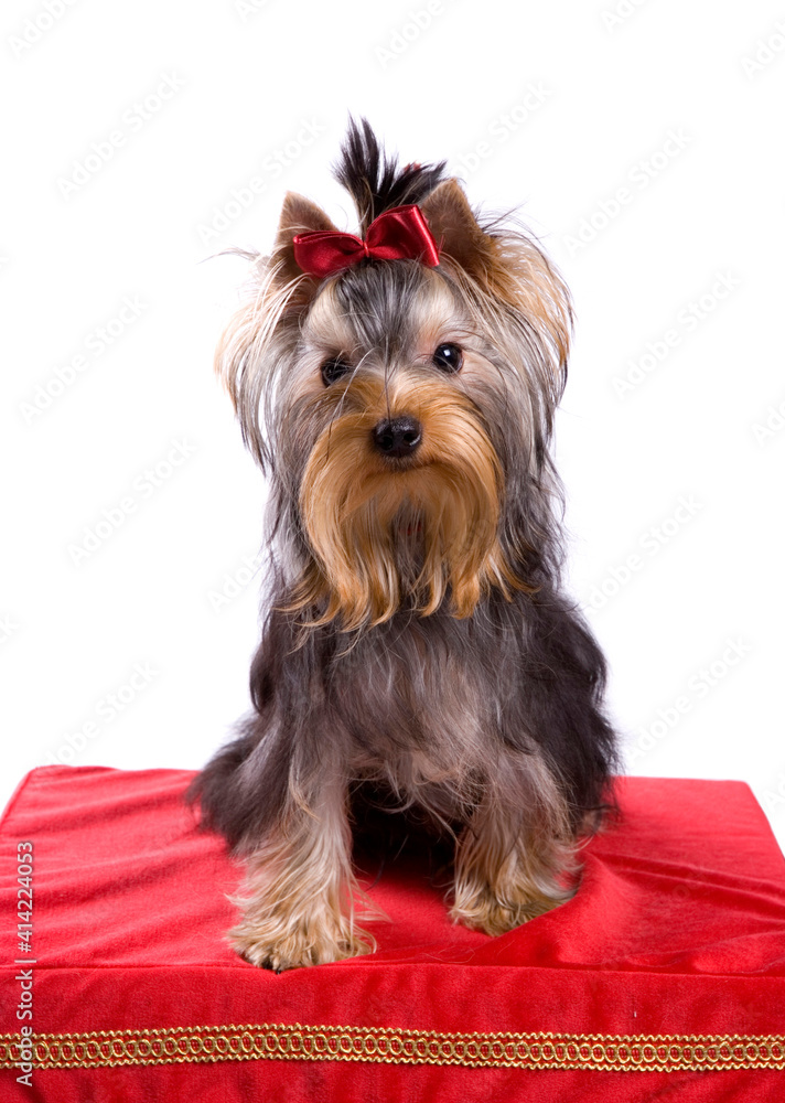 yorkshireterrier2 yorkshireterrier2