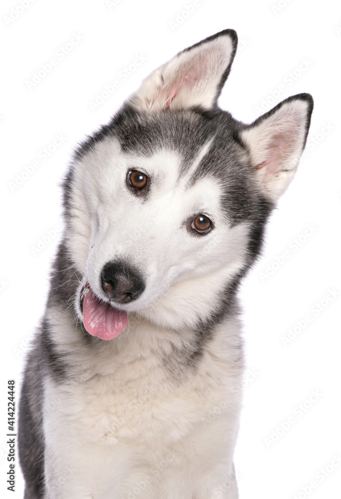 siberian huskey siberian huskey