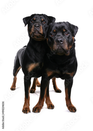 Rottweilers 5