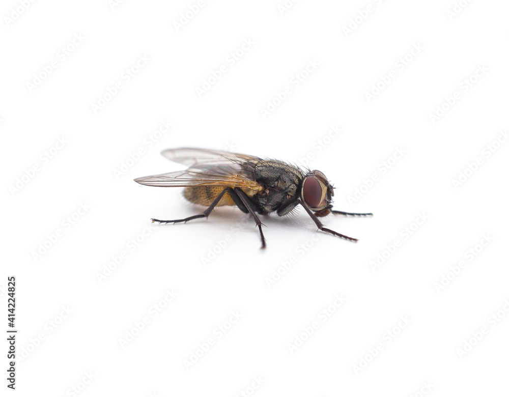 One little fly. One little fly.