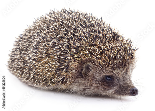 One little hedgehog lying.