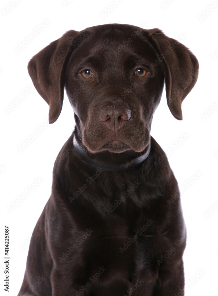 Fototapeta premium Labrador Puppy 8