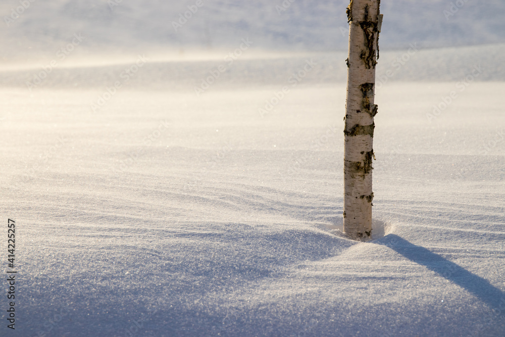 Young birch tree in the wind in a blizzard in the rays of the sunset. Copy space at left side Young birch tree in the wind in a blizzard in the rays of the sunset. Copy space at left side