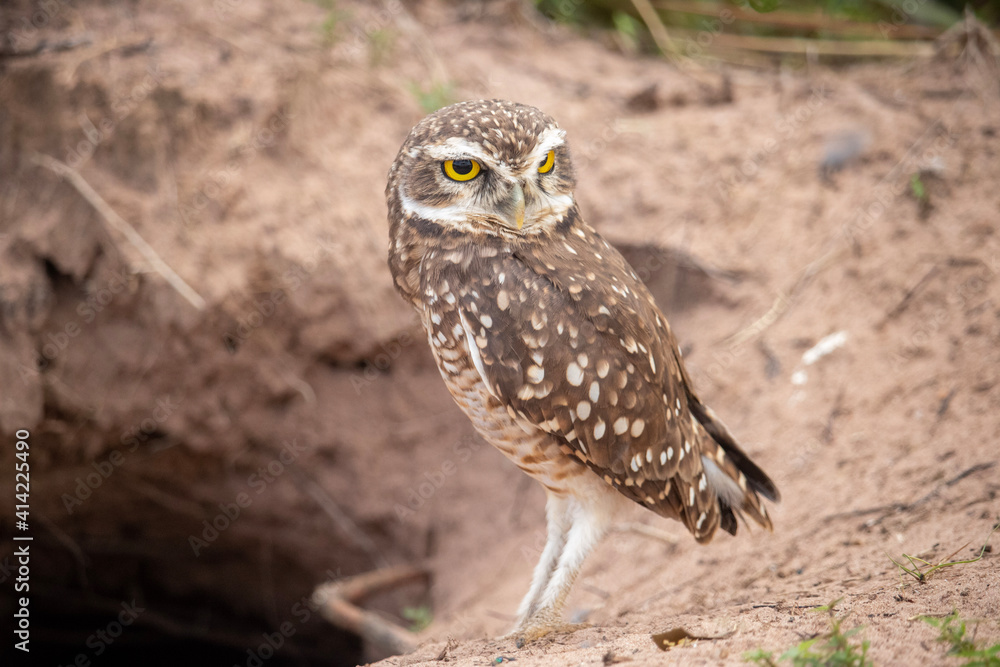 Obraz premium great horned owl