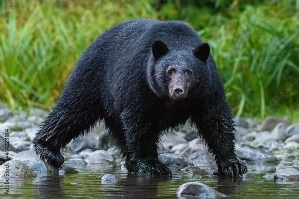 Canada, British Columbia. Black bear searches for fish at rivers edge. Canada, British Columbia. Black bear searches for fish at rivers edge.