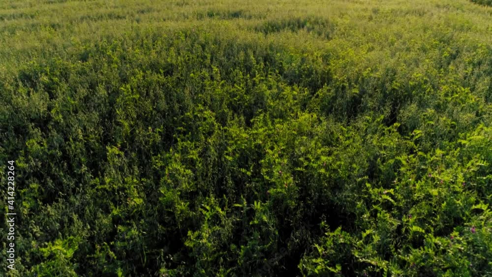Aerial shot fast movement over green treetop dense foliage waving at sunny summer sunset sunrise Aerial shot fast movement over green treetop dense foliage waving at sunny summer sunset sunrise