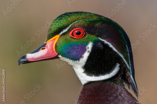 Canvas Print Canada, Vancouver, Reifel Bird Sanctuary, Wood duck drake portrait