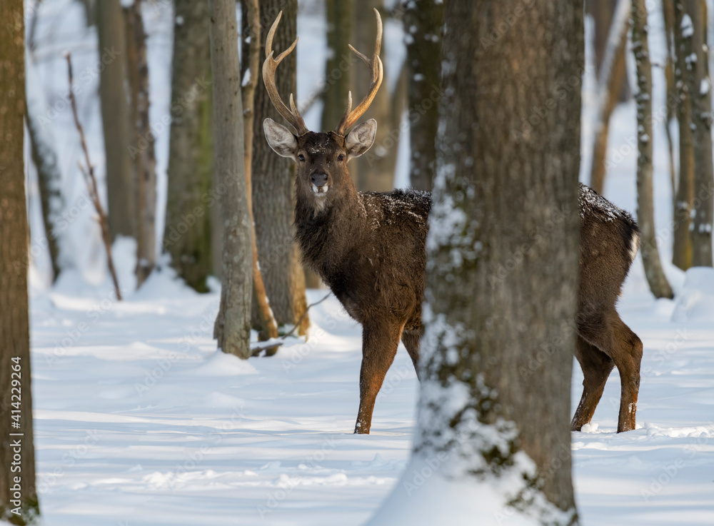 deer in the winter forest deer in the winter forest