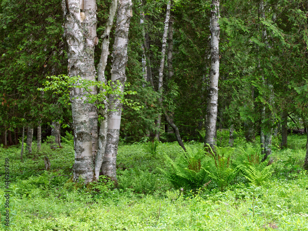 Fototapeta premium Canada, New Brunswick. Scenic of forest.