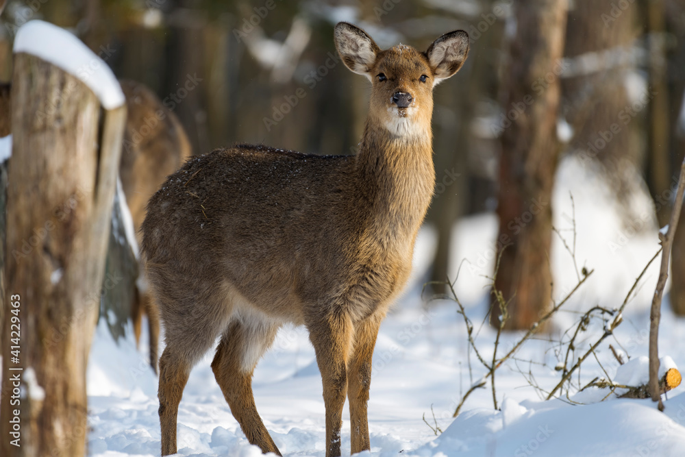 Young deer in the winter forest Young deer in the winter forest