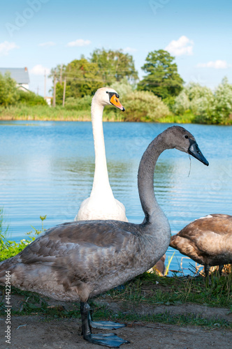 White swan onlake shore. Swan on beach. Swan on shore