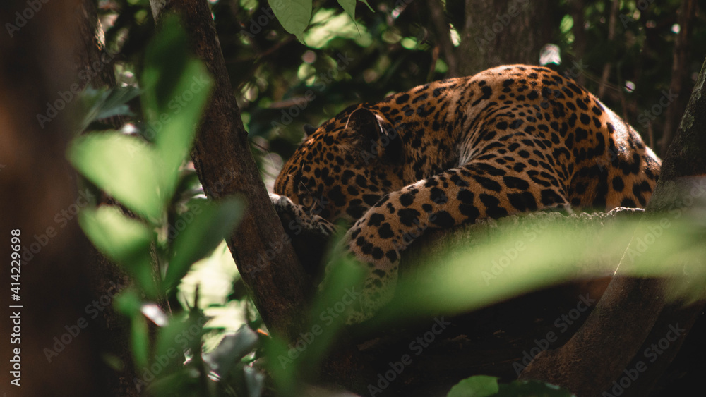 Costa Rican Jaguar Costa Rican Jaguar