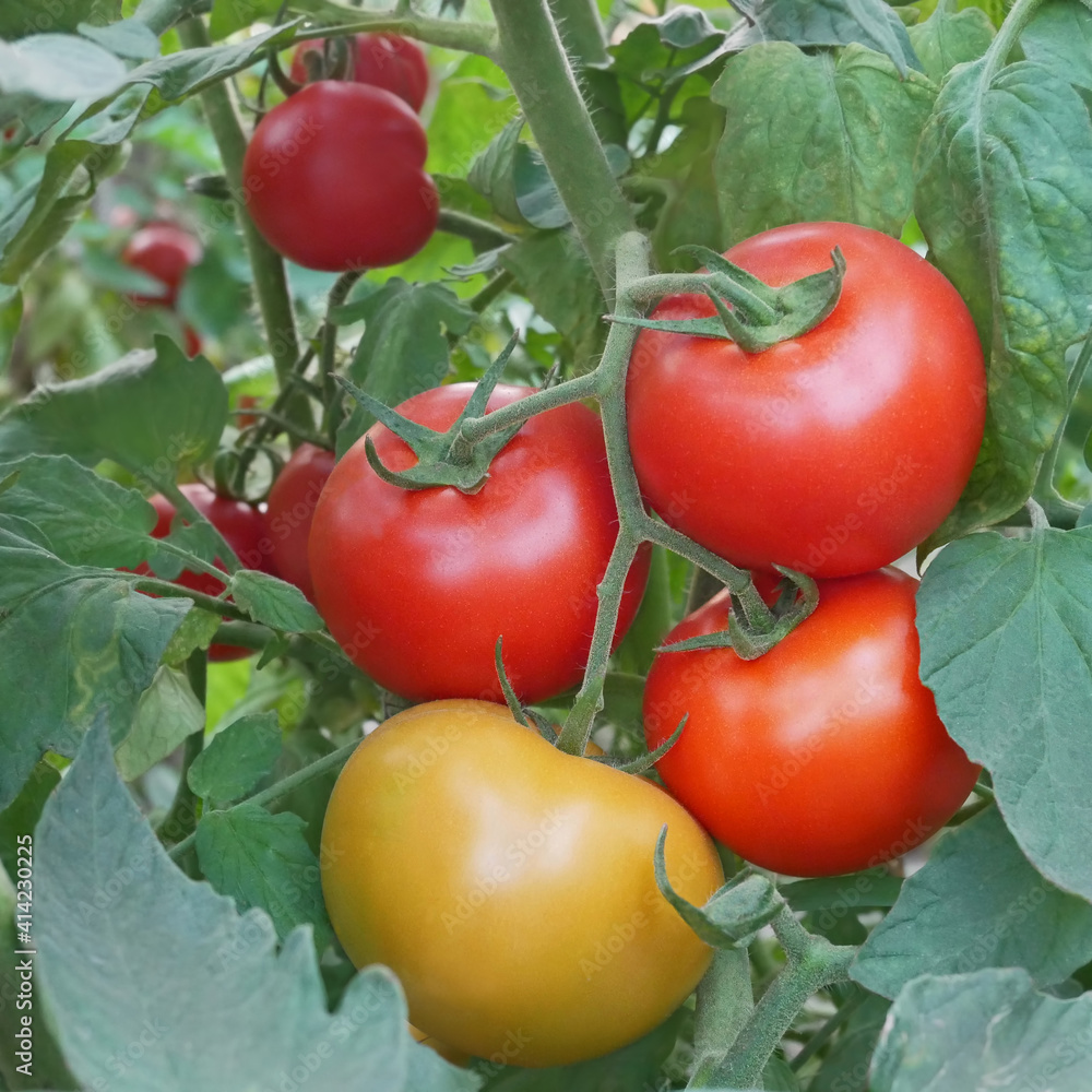 Red and yellowish tomato fruits in greenhouse