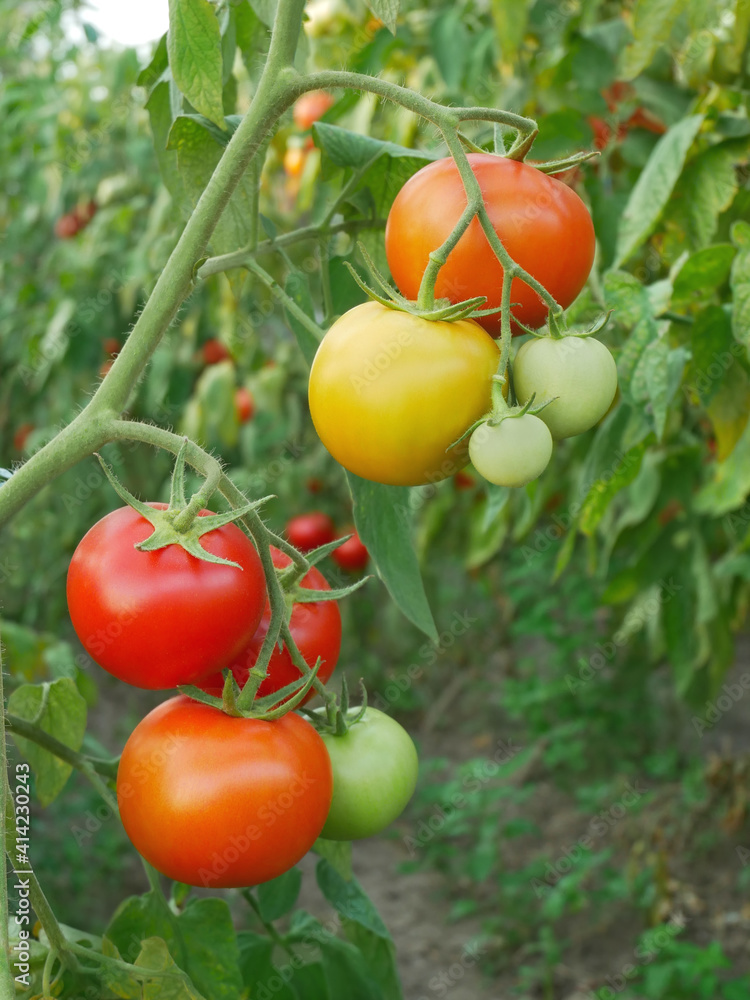 Red and yellow tomato fruits
