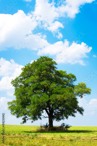 tree on a field