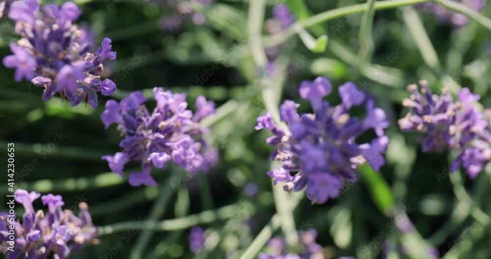 Lavender flowers pollinated by honey bees Lavender flowers pollinated by honey bees