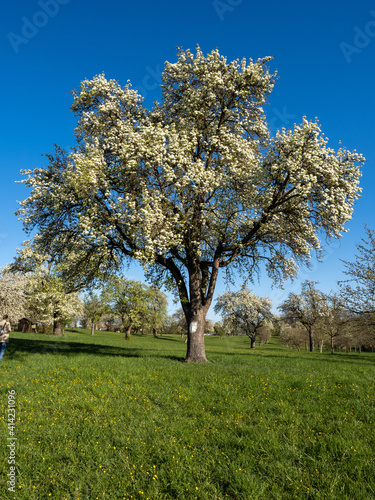 Blühender Obstbaum auf einer Streuobstwiese