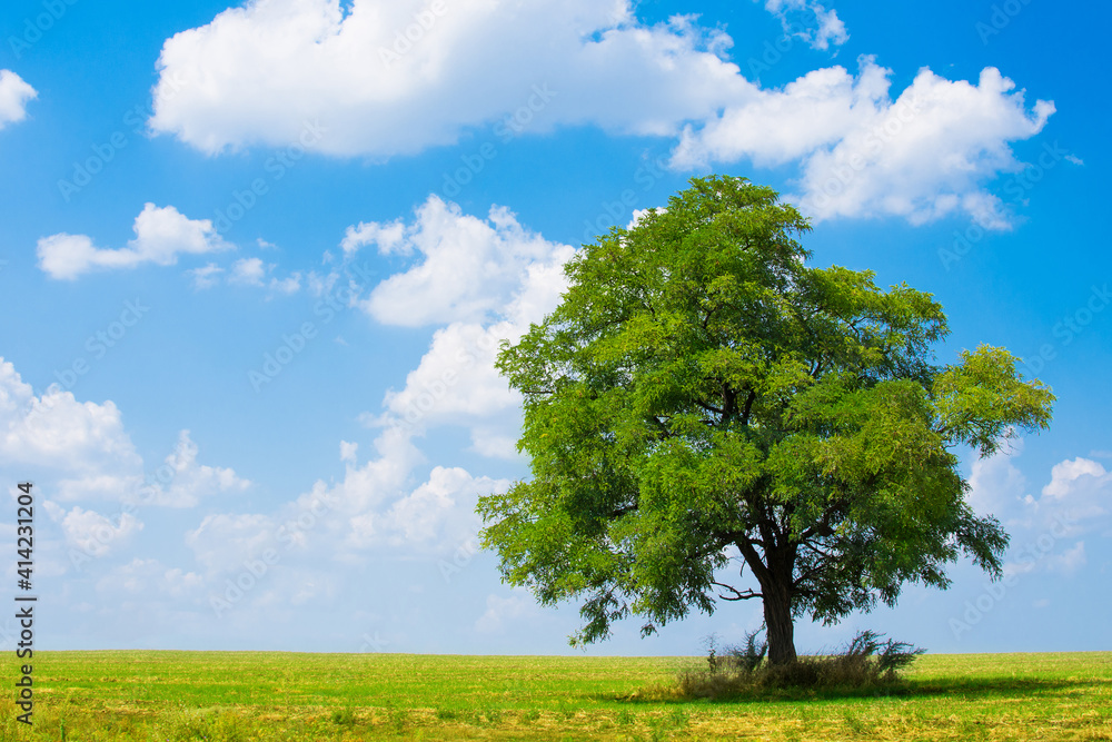 Obraz premium tree on the field