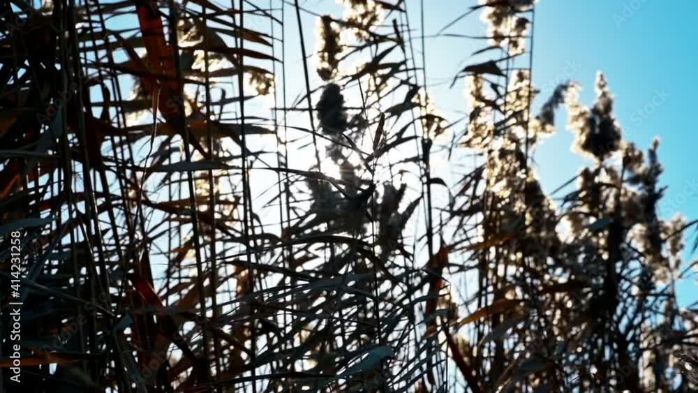 Moving reed and glowing sun in winter Moving reed and glowing sun in winter
