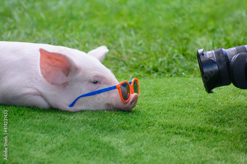 The piglet poses with glasses