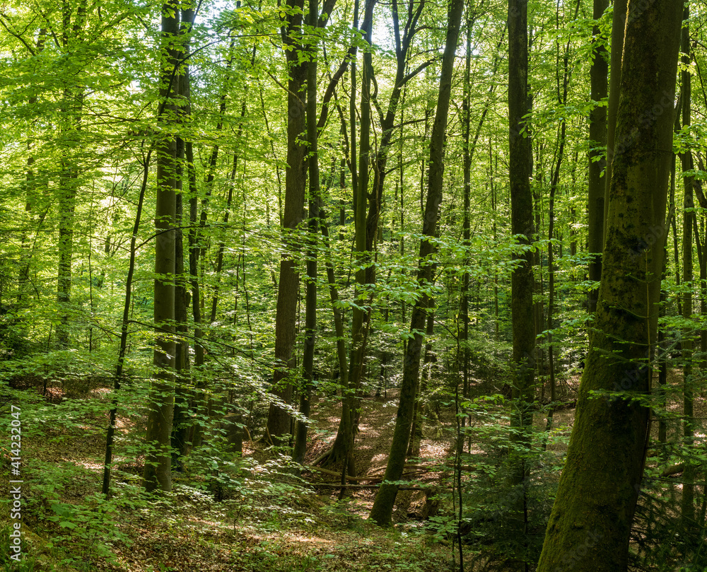 Wald mit Blick zwischen Baumstämmen