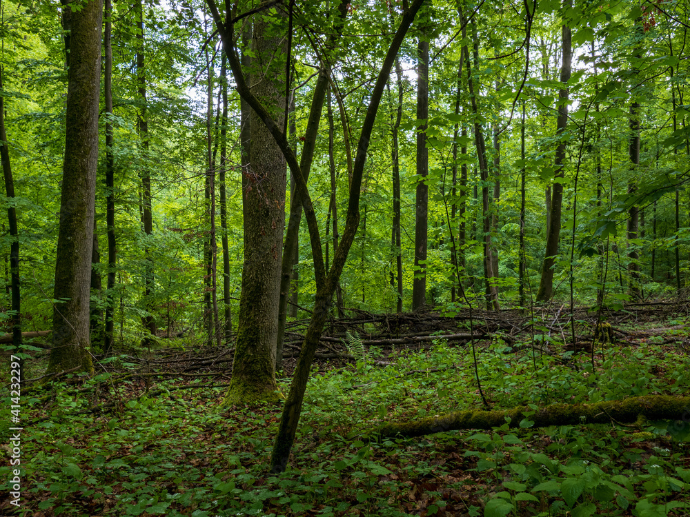 Obraz premium Wald im Sommer