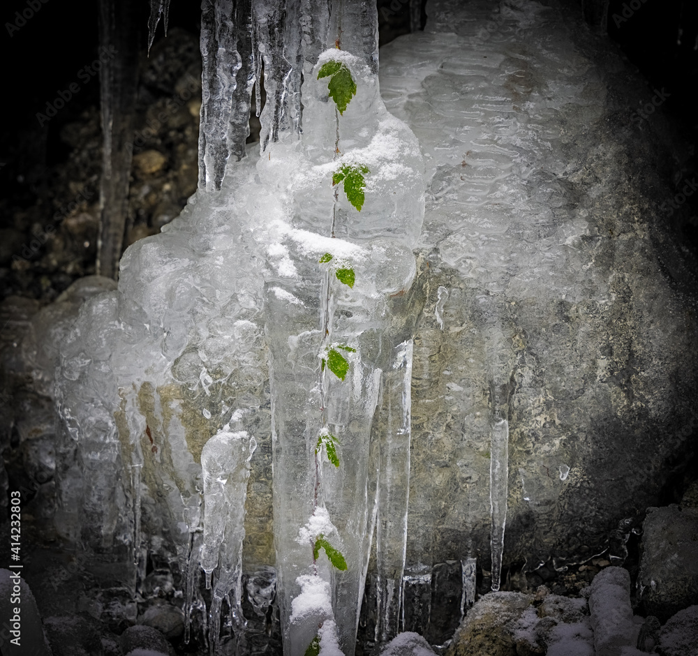 Branch with leaves frozen in icicle