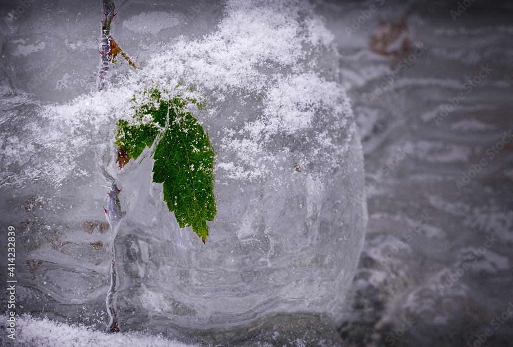 Close up of leaf frozen in icicle