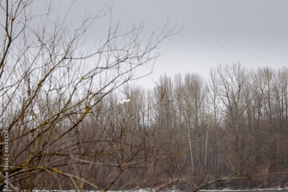 Pair of trumpeter swams flying in the distance on overcast winters day