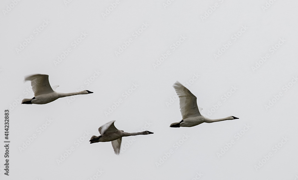 3 Trumpeter swans (Cygnus buccinator) flying on a overcast winter day