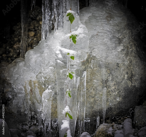 Obraz na płótnie Branch with leaves frozen in icicle w salonie