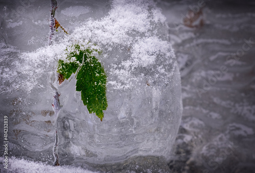 Obraz na płótnie Close up of leaf frozen in icicle w salonie