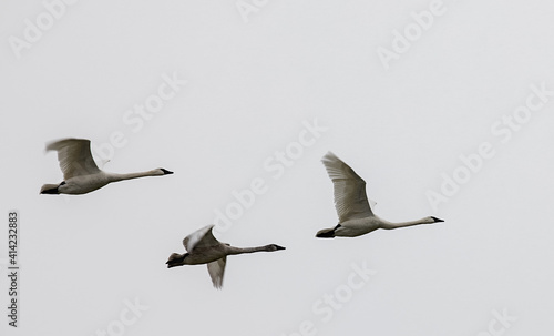 Obraz na płótnie 3 Trumpeter swans (Cygnus buccinator) flying on a overcast winter day w salonie