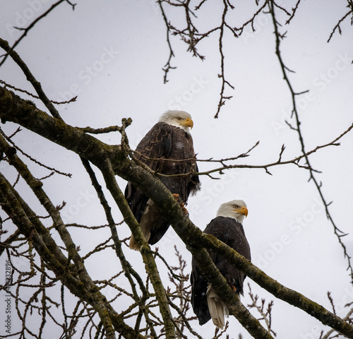 Obraz na płótnie Close up of a pair of Bald Eagles perched on tree branch w salonie