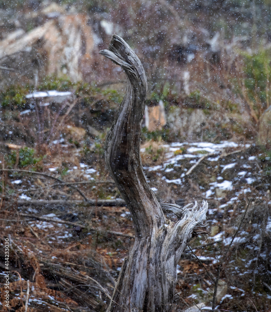 Closeup of tree stump while snowing