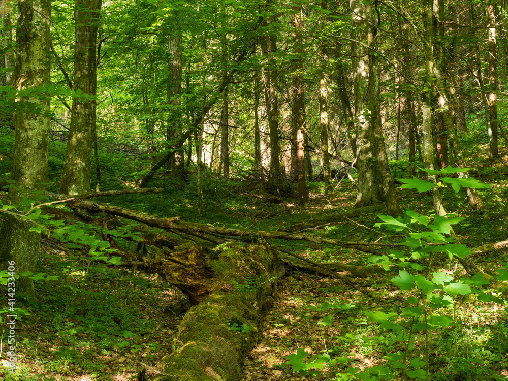 custom made wallpaper toronto digitalBlick in einen sommerlichen Wald