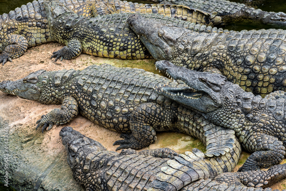 Fototapeta premium Sunbathing Nile Crocodile (Crocodylus niloticus)
