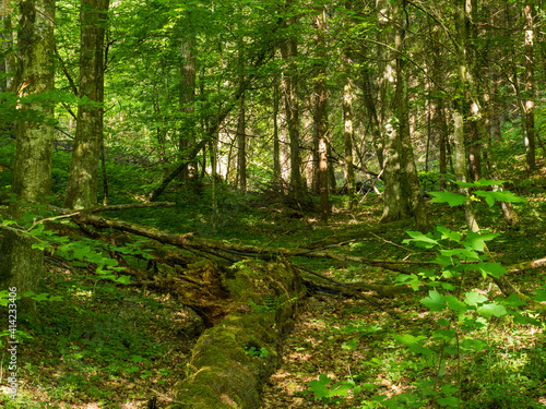 Blick in einen sommerlichen Wald