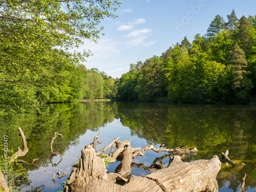 Blick auf See mit Wald und Baumstamm im Vordergrund