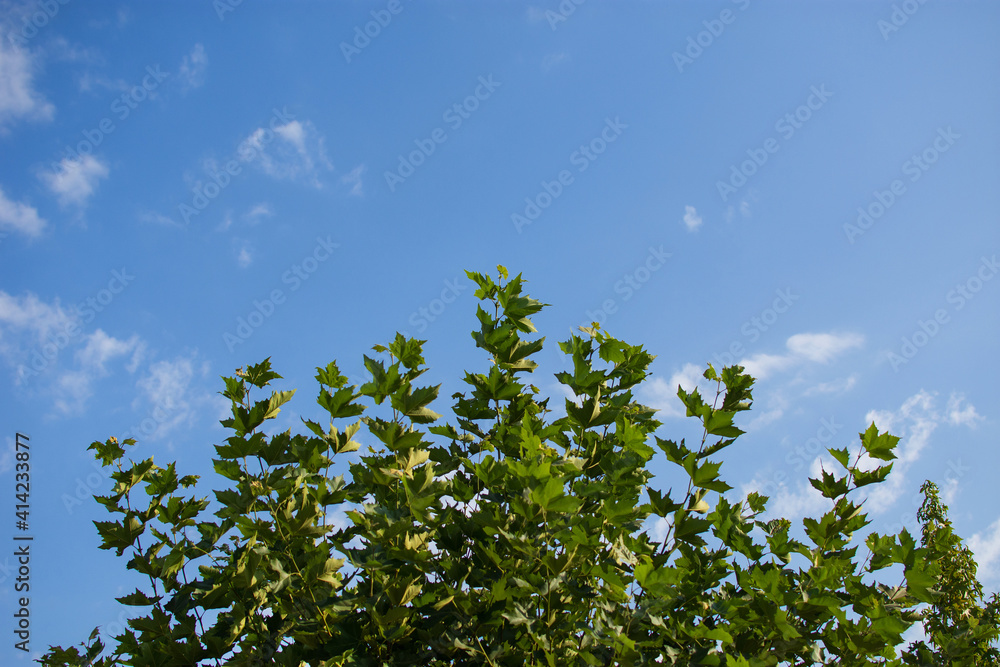 sky and tree