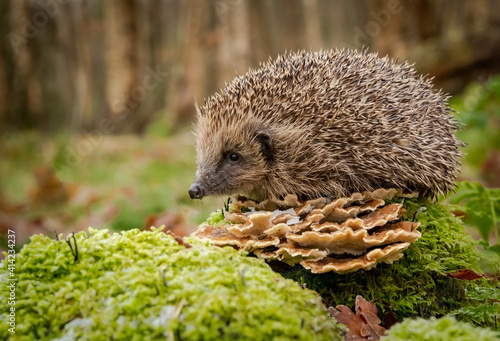 Hedgehog in Winter.  Scientific name: Erinaceus Europaeus.  Wild, native, European hedgehog in natural woodland habitat with toadstools and green moss.  Horizontal.  Space for copy.
