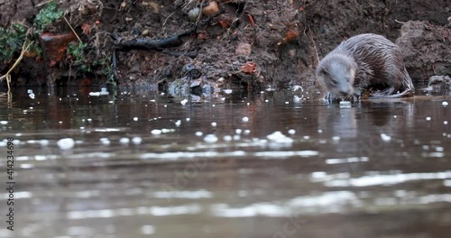 Eurasian Otters, lutra lutra, young otters standing on river bank, rock level with surface during winter in scotland.
