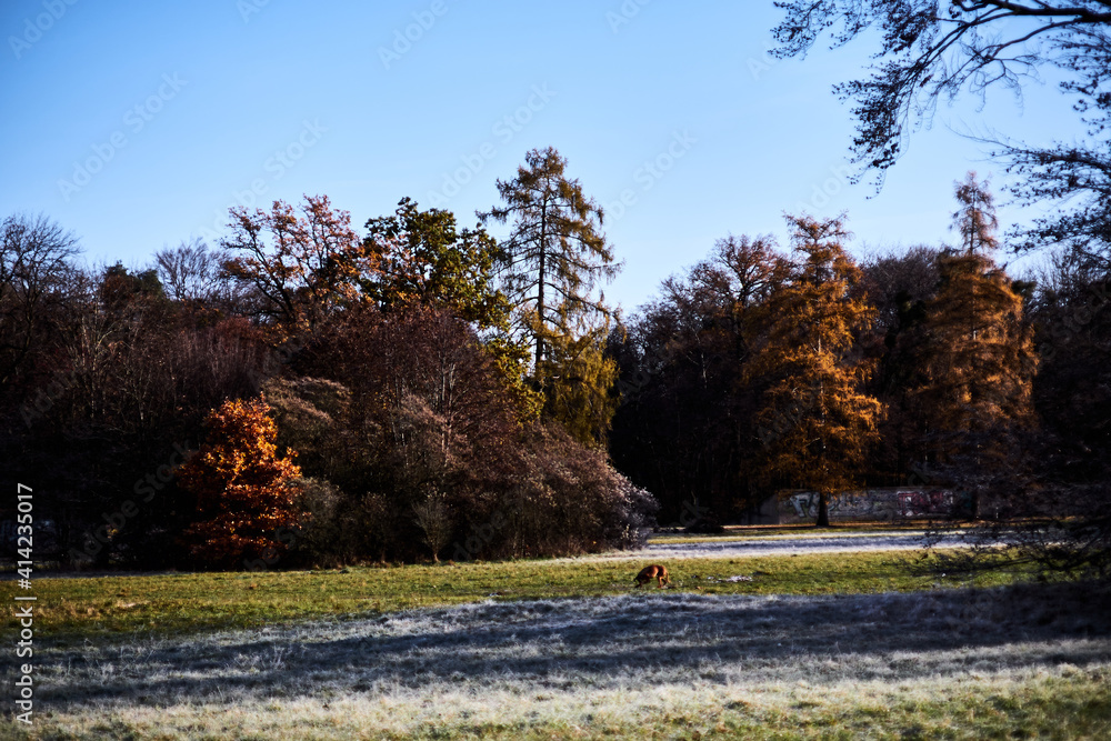 Fototapeta premium Trees in park at sunset