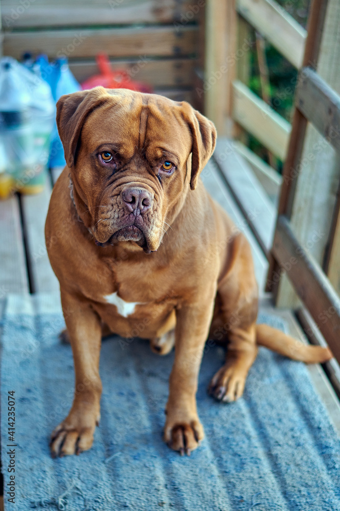 english bulldog puppy