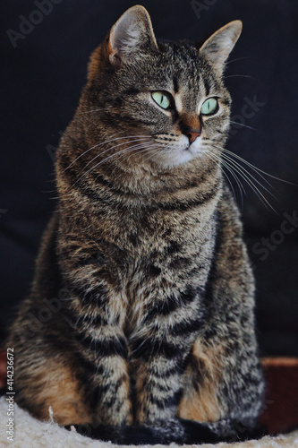 Obraz na płótnie Hauskatze w salonie