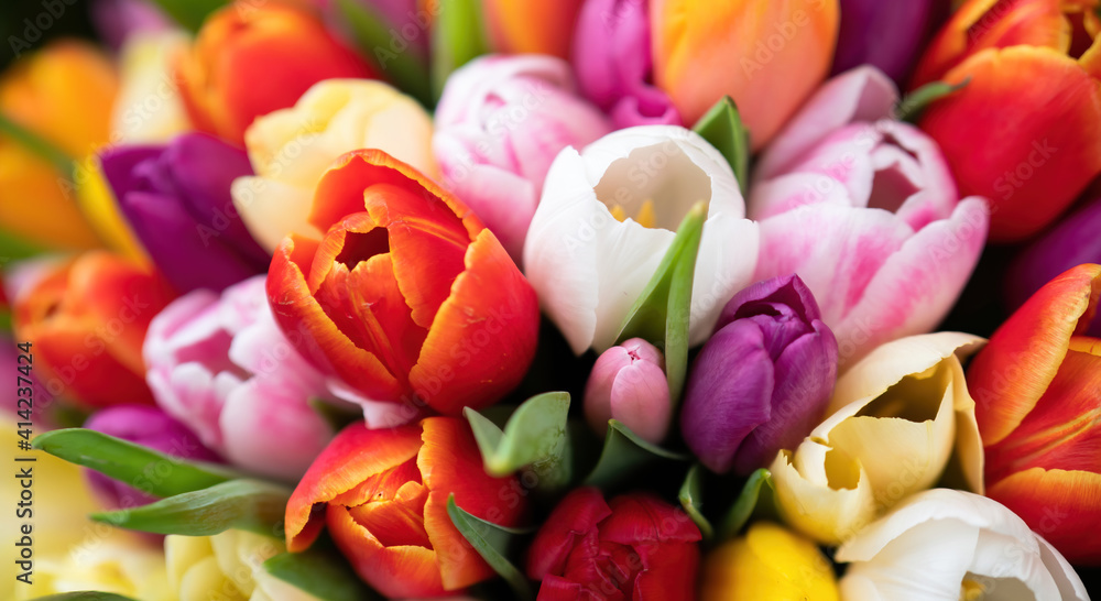 Fototapeta Colorful bouquet of beautiful tulips. Spring flowers. Full frame background. Greeting card with copy space for your advertising text message for Valentine's Day, Woman's Day and Mother's Day.