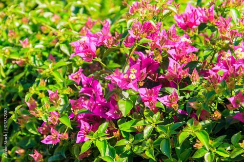 Beautiful blooming bougainvillea in garden