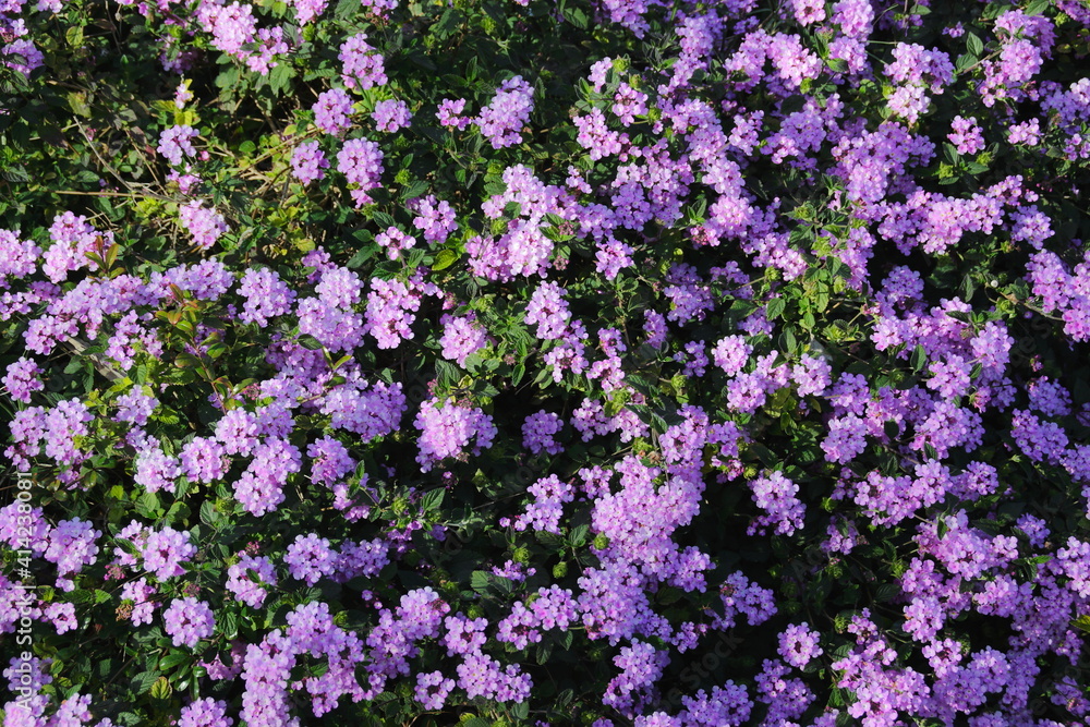 field of flowers field of flowers