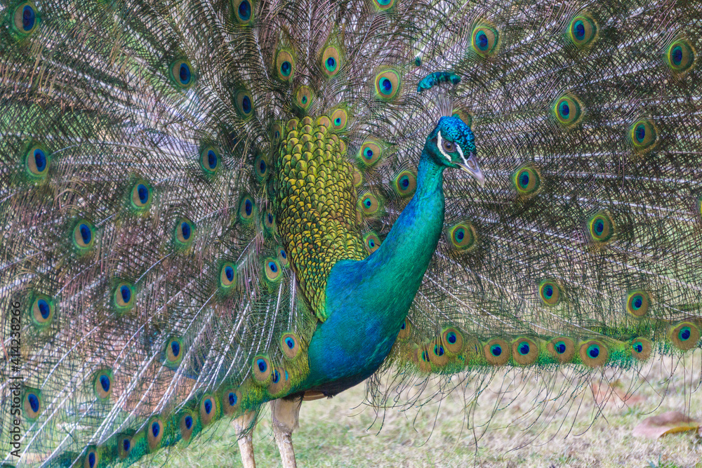 Obraz premium peacock with feathers out